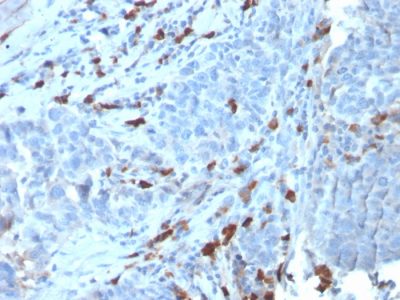 Human IgM Immunoglobulin Recombinant Monoclonal Rabbit Antibody (IGHM/3135R)