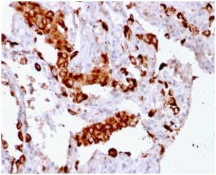 Napsin A Recombinant Monoclonal Mouse Antibody (rNAPSA/1239)