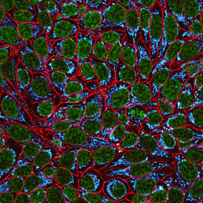 NucSpot® Nuclear Stains