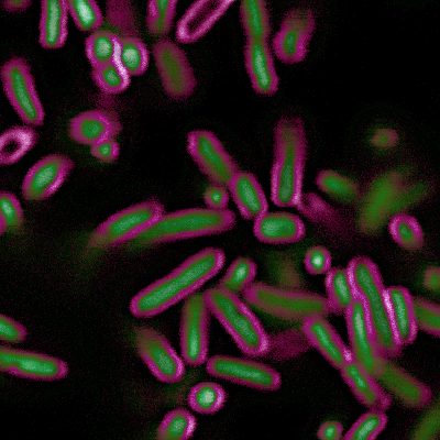 BactoView™ Live Fluorescent Bacterial Stains