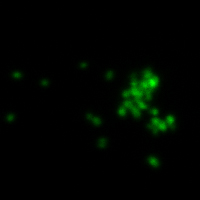 BactoView™ Live Fluorescent Bacterial Stains