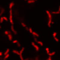 BactoView™ Live Fluorescent Bacterial Stains