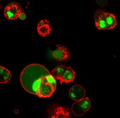 Annexin V CF® Dye Conjugates, Azide-Free, Lyophilized