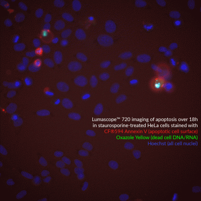 Annexin V CF® Dye Conjugates, Azide-Free, Lyophilized