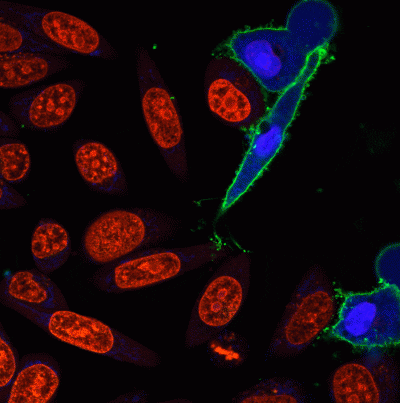 RedDot™1 Far-Red Nuclear Stain, 200X in Water