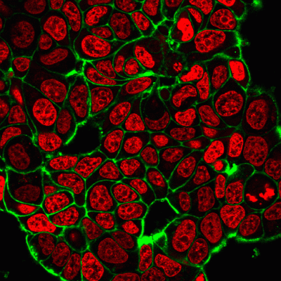 RedDot™1 Far-Red Nuclear Stain, 200X in Water