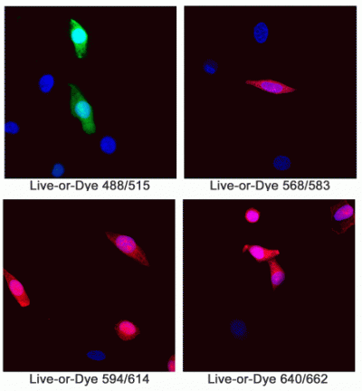 Live-or-Dye™ Fixable Viability Staining Kits