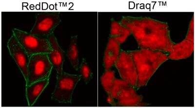 RedDot™2 Far-Red Nuclear Stain, 200X in DMSO