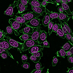 RedDot™2 Far-Red Nuclear Stain, 200X in DMSO