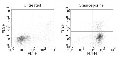 CF®488A Annexin V and 7-AAD Apoptosis Kit