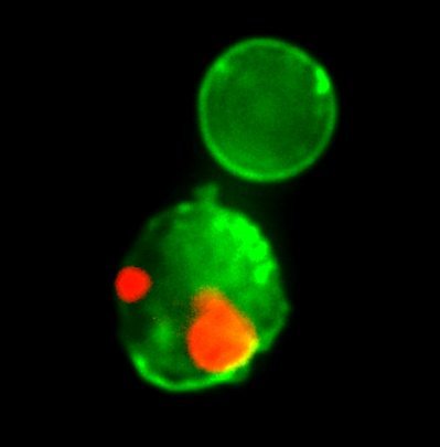 CF®488A Annexin V and 7-AAD Apoptosis Kit