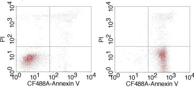 CF®488A Annexin V and PI Apoptosis Kit