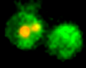 CF®488A Annexin V and PI Apoptosis Kit