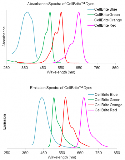 CellBrite® Cytoplasmic Membrane Dyes