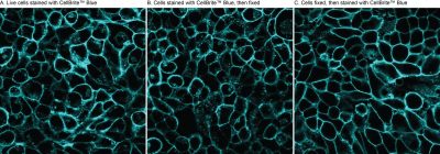 CellBrite® Cytoplasmic Membrane Dyes