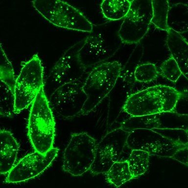 CellBrite® Cytoplasmic Membrane Dyes