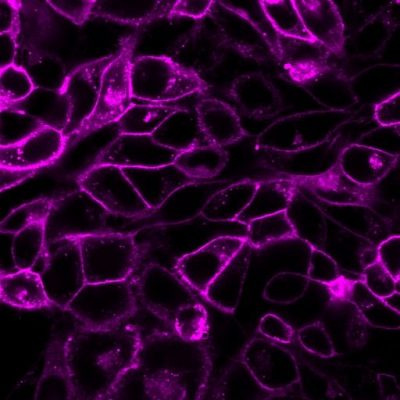 CellBrite® Cytoplasmic Membrane Dyes