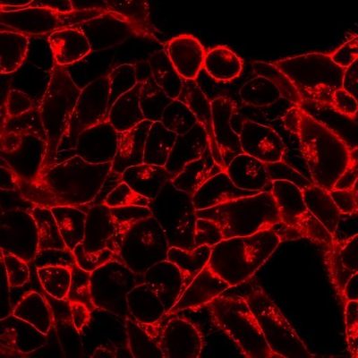 CellBrite® Cytoplasmic Membrane Dyes