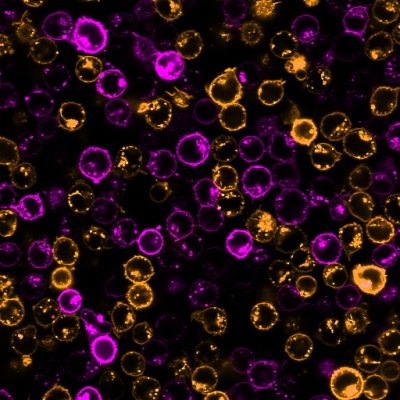 CellBrite® Cytoplasmic Membrane Dyes