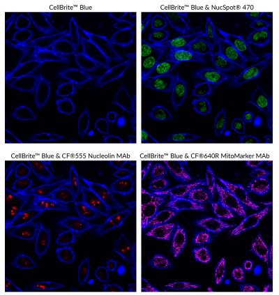 CellBrite® Cytoplasmic Membrane Dyes