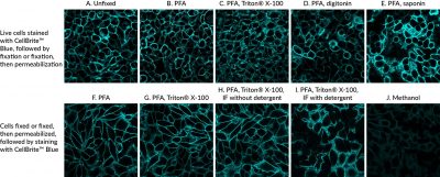 CellBrite® Cytoplasmic Membrane Dyes