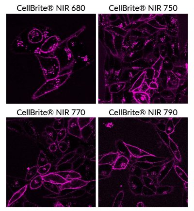 CellBrite® NIR Cytoplasmic Membrane Dyes