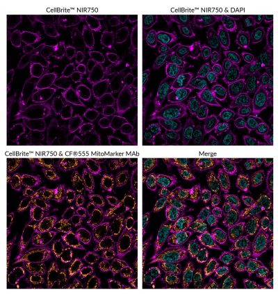 CellBrite® NIR Cytoplasmic Membrane Dyes