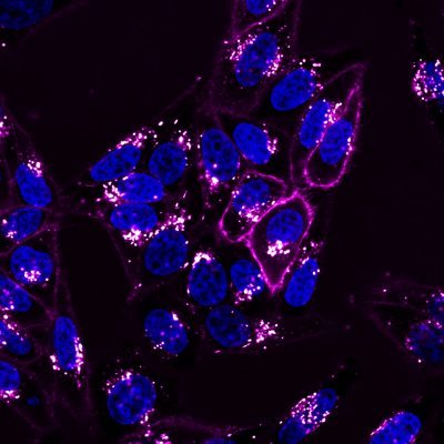 CellBrite® NIR Cytoplasmic Membrane Dyes