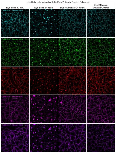 CellBrite® Steady Membrane Staining Kits