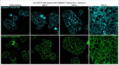 CellBrite® Steady Membrane Staining Kits