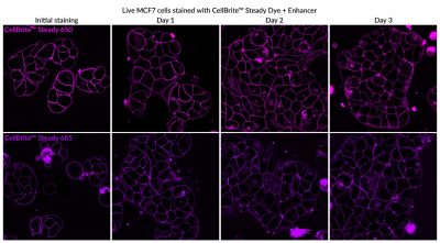 CellBrite® Steady Membrane Staining Kits