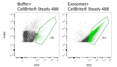 CellBrite® Steady Membrane Staining Kits