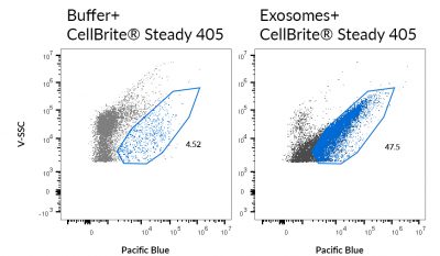 CellBrite® Steady Membrane Staining Kits