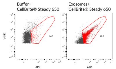 CellBrite® Steady Membrane Staining Kits