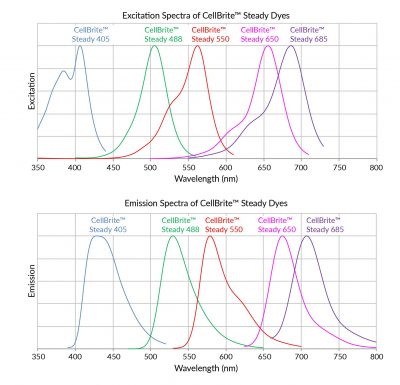 CellBrite® Steady Membrane Staining Kits