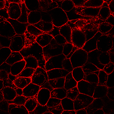 Wheat Germ Agglutinin (WGA) Conjugates