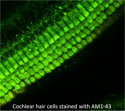 AM1-43 (Equivalent to FM®1-43FX)