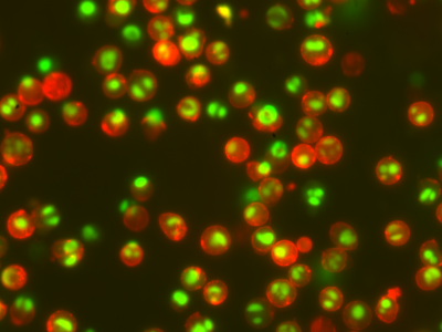 NucView® Caspase-3 Enzyme Substrates