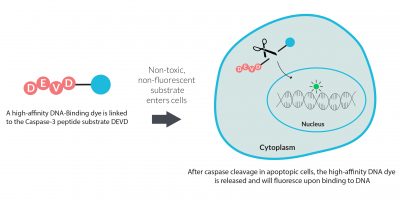 NucView® Caspase-3 Enzyme Substrates