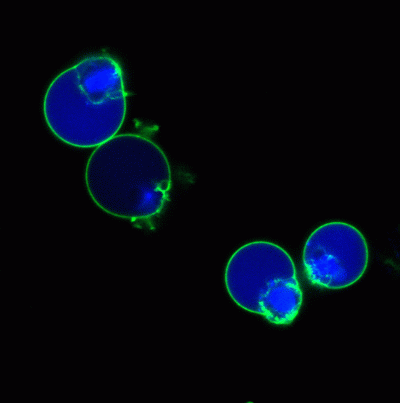 NucView® Caspase-3 Enzyme Substrates