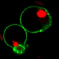 NucView® Caspase-3 Enzyme Substrates