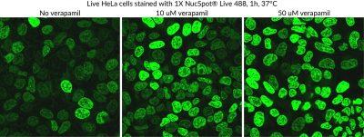 NucSpot® Live Cell Nuclear Stains