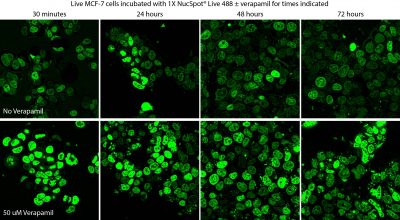 NucSpot® Live Cell Nuclear Stains