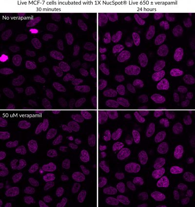 NucSpot® Live Cell Nuclear Stains