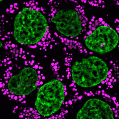 LipidSpot™ Lipid Droplet Stains