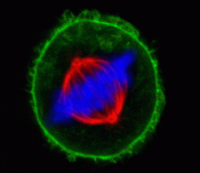 Mix-n-Stain™ CF® Dye Antibody Labeling Kits