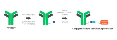 Mix-n-Stain™ Fluorescent Protein & Tandem Dye Antibody Labeling Kits