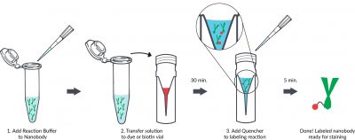 Mix-n-Stain™ Nanobody Labeling Kits