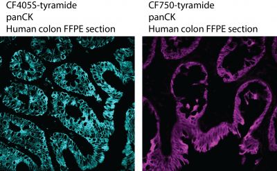 CF® Dye Tyramide