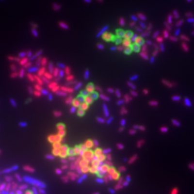 Bacterial Viability and Gram Stain Kit